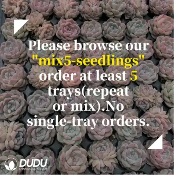 105Pcs/Tray Pachyveria Perfume Seedlings(Mix & Match 5+) - Image 2