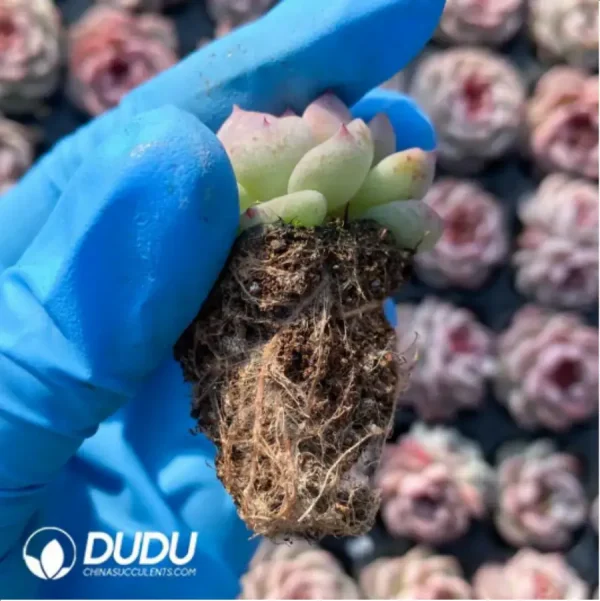 $0.25*105Pcs Echeveria Velvet Seedlings(Mix & Match 5+) - Image 2