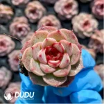 $0.25*105Pcs Echeveria Velvet Seedlings(Mix & Match 5+)