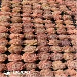 $0.43*105Pcs Echeveria Bingguifei Seedlings(Mix & Match 5+)