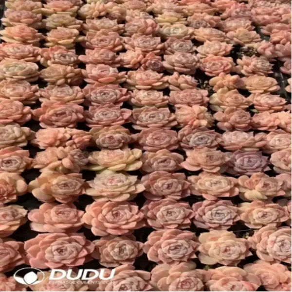 $0.43*105Pcs Echeveria Bingguifei Seedlings(Mix & Match 5+) - Image 1