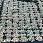 105Pcs/Tray Echeveria Snow Melanie Seedlings(Mix & Match 5+)