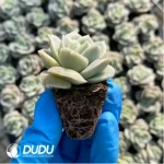 $0.25*105Pcs Echeveria Lovely Rose Seedlings(Mix & Match 5+) - Image 2