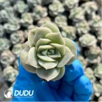 $0.25*105Pcs Echeveria Lovely Rose Seedlings(Mix & Match 5+)