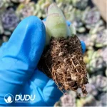 $0.25*105Pcs Echeveria Snow Beauty Seedlings(Mix & Match 5+) - Image 2