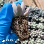 $0.25*105Pcs Pachyphytum Solomon Seedlings(Mix & Match 5+) - Image 2