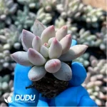 $0.25*105Pcs Pachyphytum Solomon Seedlings(Mix & Match 5+)