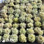 105Pcs Echeveria White Lotus Seedlings(Mix & Match 5+)