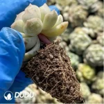 105Pcs Echeveria White Lotus Seedlings(Mix & Match 5+) - Image 3