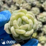 105Pcs Echeveria White Lotus Seedlings(Mix & Match 5+) - Image 4