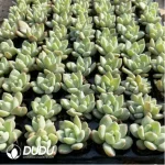 105Pcs Echeveria Champange Seedlings(Mix & Match 5+)
