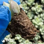 105Pcs Echeveria Champange Seedlings(Mix & Match 5+) - Image 3