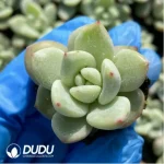 105Pcs Echeveria Champange Seedlings(Mix & Match 5+) - Image 4