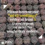 $0.43*105Pcs Echeveria Darth Vader Seedlings(Mix & Match 5+) - Image 2