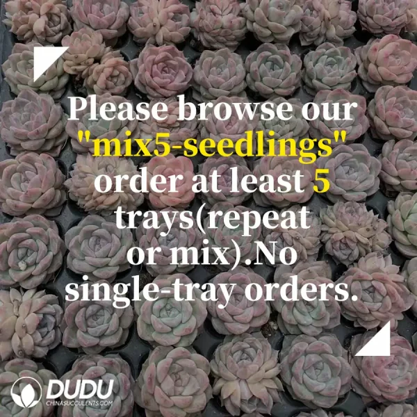 $0.43*105Pcs Echeveria Darth Vader Seedlings(Mix & Match 5+) - Image 2