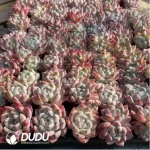 105Pcs/Tray Echeveria Alba Beauty Seedlings(Mix & Match 5+)