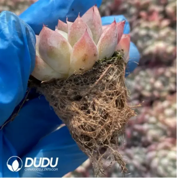 105Pcs/Tray Echeveria Alba Beauty Seedlings(Mix & Match 5+) - Image 3