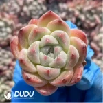 105Pcs/Tray Echeveria Alba Beauty Seedlings(Mix & Match 5+) - Image 4