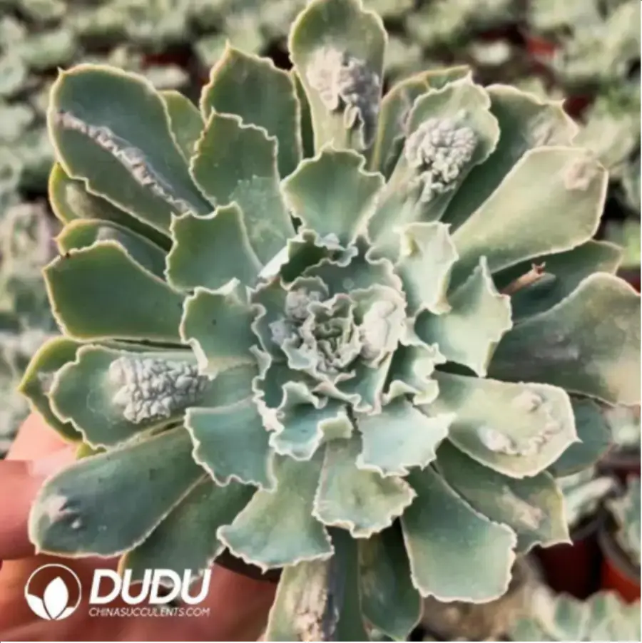 1756117417-1-758.webp Echeveria shaviana 'Pink Frills'Mutations - Image 1