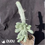 Euphorbia mammillaris f. Variegata
