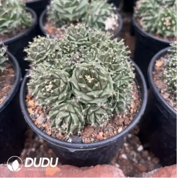 1756117422-1-755.webp Obregonia denegrii(Scattered Clustering) - Image 1