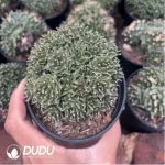 Obregonia denegrii(Scattered Clustering) - Image 2