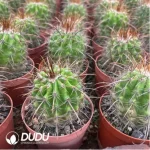 Parodia Golden Thorn Devil