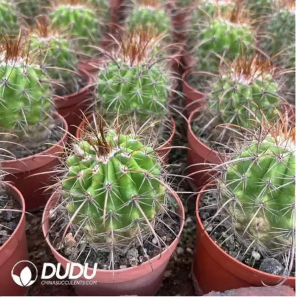 1756117424-1-753.webp Parodia Golden Thorn Devil - Image 1