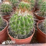 Parodia Golden Thorn Devil - Image 2