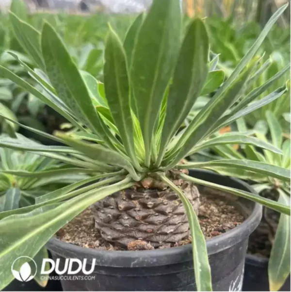 1756117428-1-751.webp Euphorbia hypogaea - Image 1