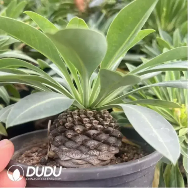 1756117429-2-450.webp Euphorbia hypogaea - Image 2