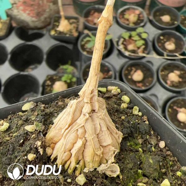 Matelea Cyclophylla - Image 1