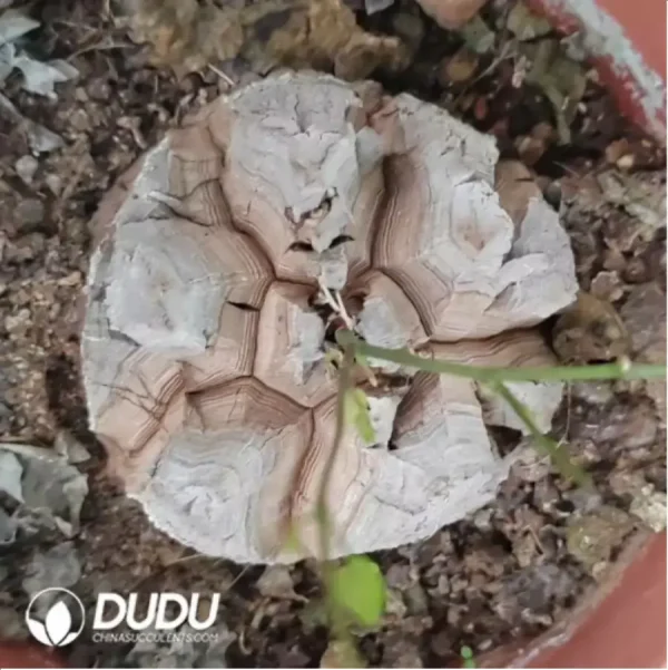 Dioscorea elephantipes (L'H??r.) Engl. - Image 1