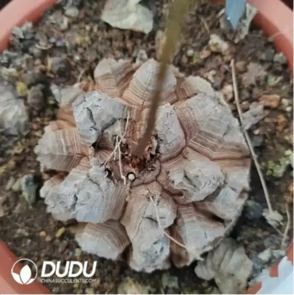 Dioscorea elephantipes (L'H??r.) Engl. - Image 2