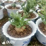 Albuca concordiana Baker