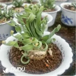 Albuca concordiana Baker - Image 2