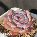 Echeveria Winslet C - Image 2