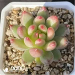 Echeveria Yanzi