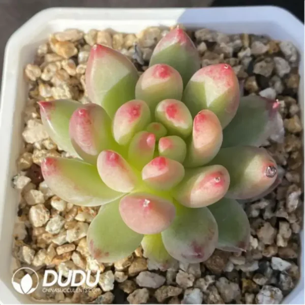 Echeveria Yanzi - Image 1