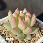 Echeveria Yanzi - Image 2