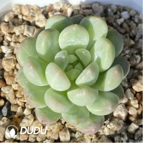 Echeveria Bata jadeite - Image 1