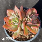 Echeveria Luella Clustering