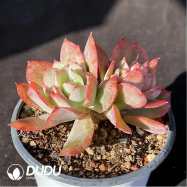 Echeveria Luella Clustering - Image 2