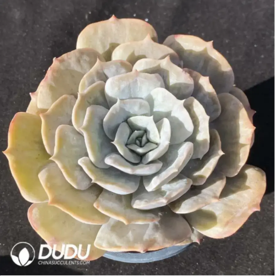 1756117470-1-731.webp Echeveria Lilacina Marble - Image 1