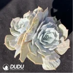Echeveria Lilacina Marble Double Heads