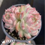 Echeveria peach smoked double