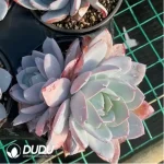 Echeveria white lotus double