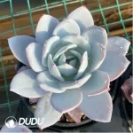 Echeveria white lotus