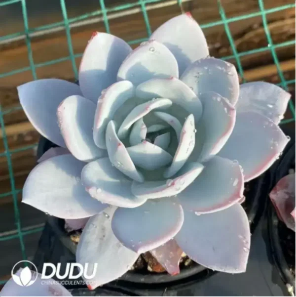 1756117484-1-220.webp Echeveria white lotus - Image 1