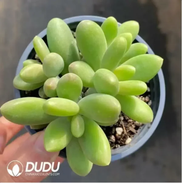 1756117491-1-11.webp Pachyphytum japonica clustering - Image 1